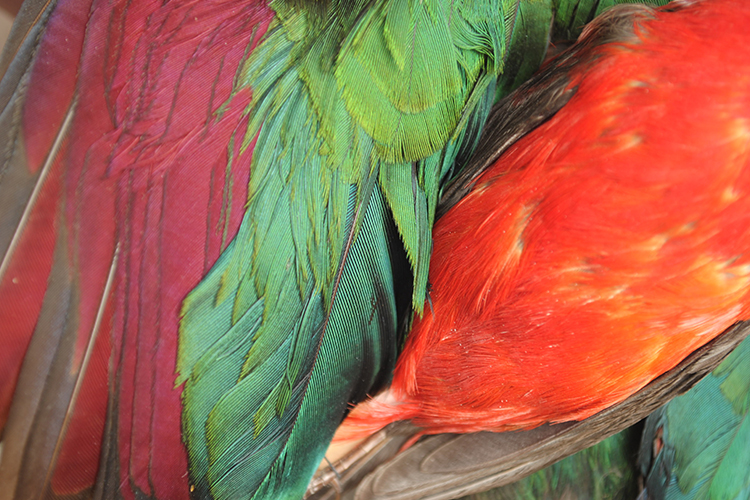 A picture showing feathers belongs to the sub category birds as one of the five